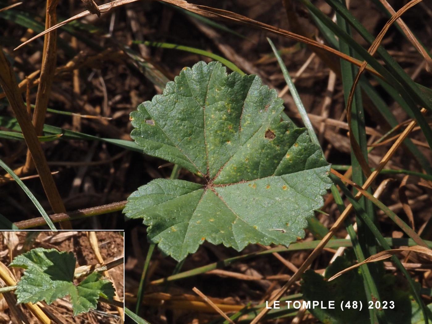 Mallow, Dwarf leaf